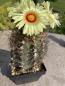 Preview: Astrophytum capricorne nudum